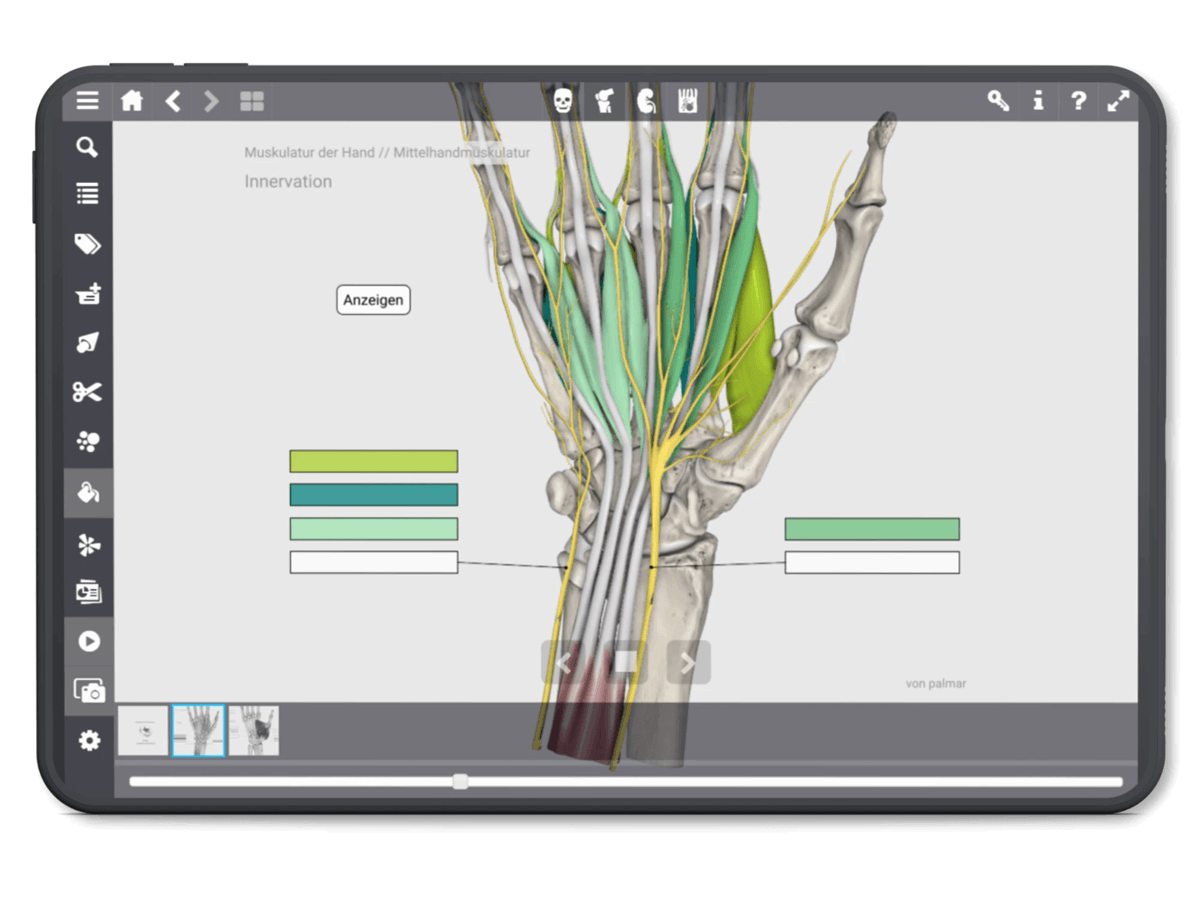 Tablet showing a 3D flashcard on the innervation of the hand muscles, with color-coded markers and a reveal button to uncover the labels