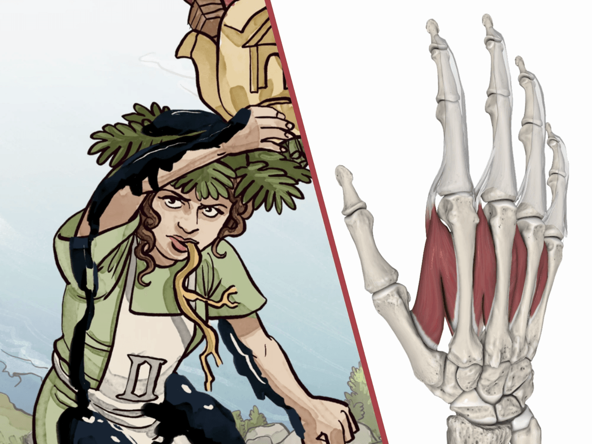 Split image: a Meditricks mnemonic illustration on the left, the 3D view of the hand muscles in the Effigos Anatomie Explorer on the right