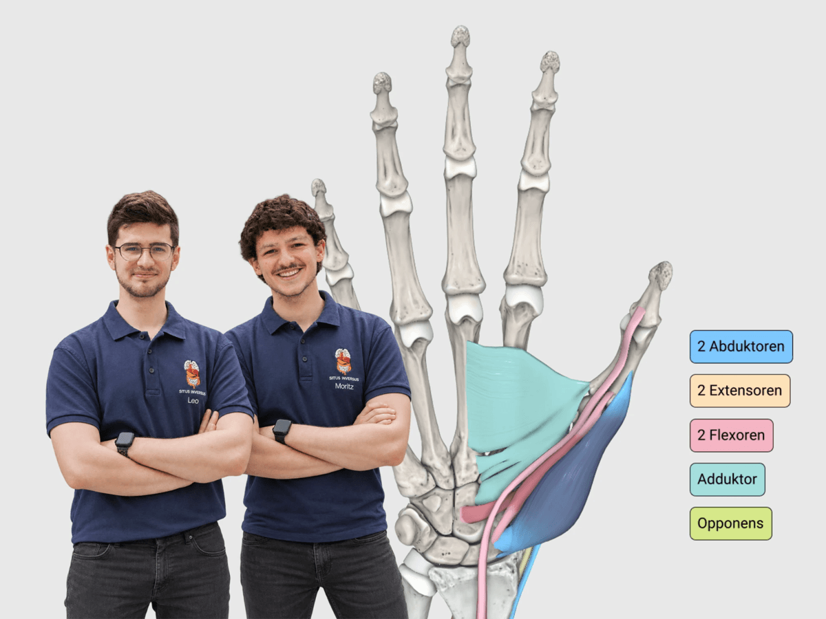 Leo and Moritz from Situs Inversus – Der Vorklinikpodcast next to the 3D view of the thumb muscles in the Effigos Anatomie Explorer