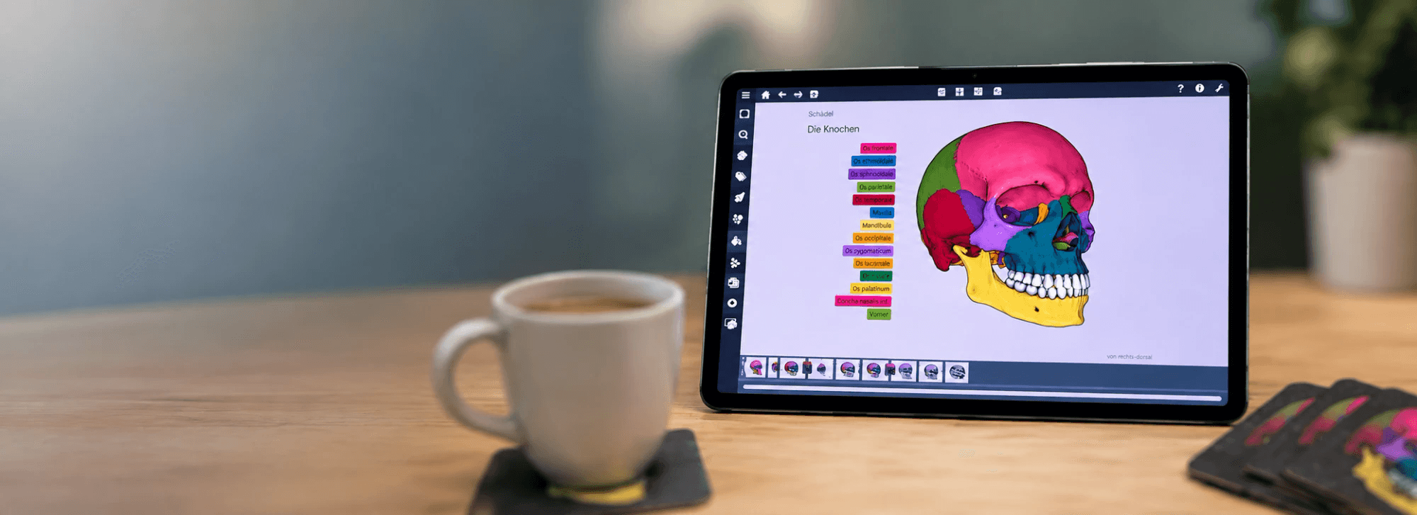 Effigos Anatomie Explorer – your trial month