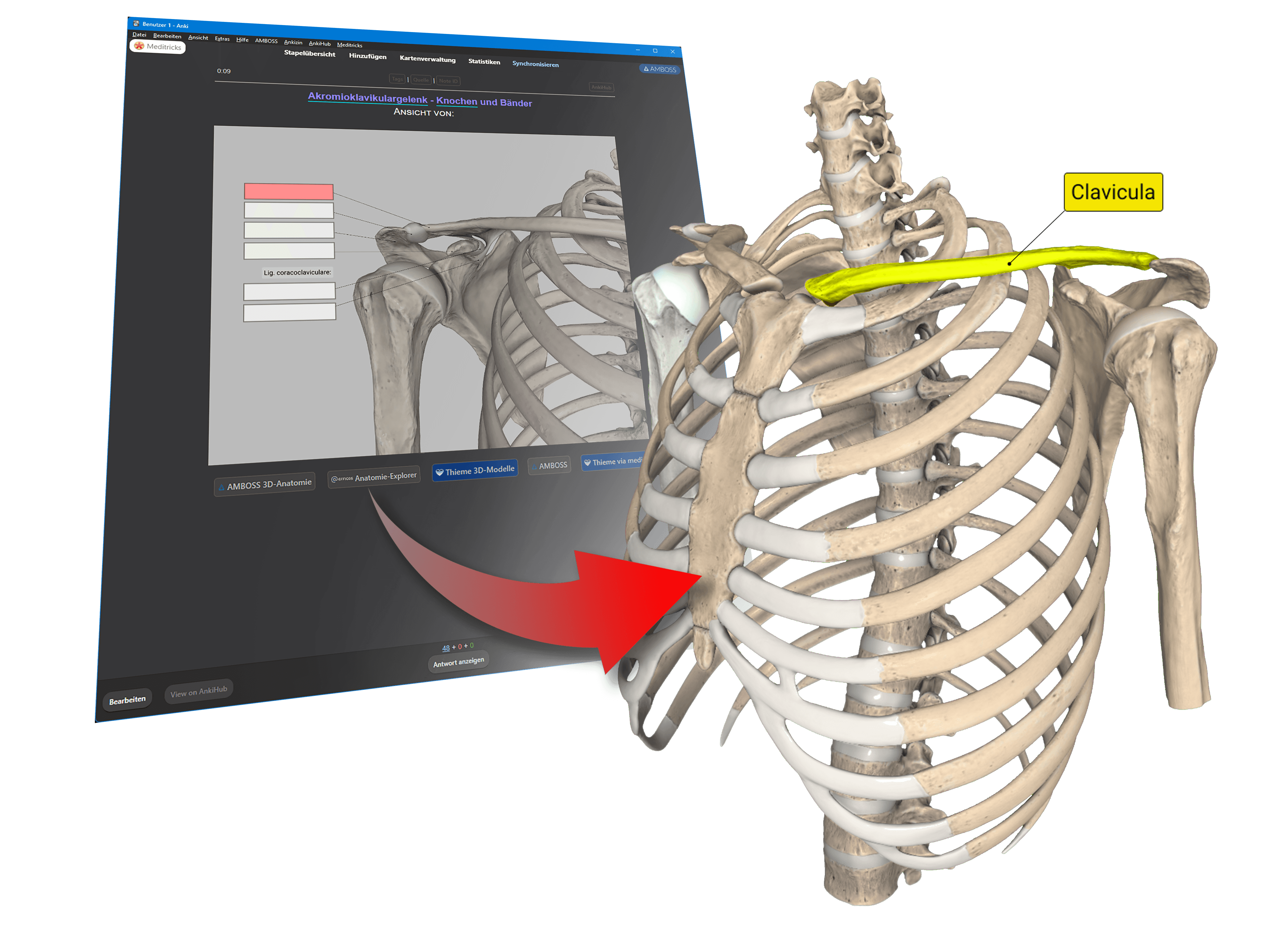 Anki-Deck für Makro-Anatomie